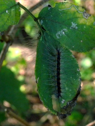 Bruco da identificare